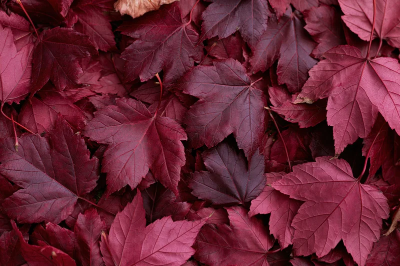 Dense layer of red maple leaves covering the ground in a flat lay arrangement