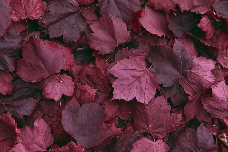 Dense layer of red maple leaves covering the ground in autumn
