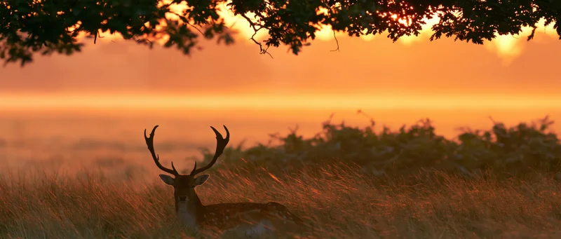 Fallow deer stag resting in tall autumn grass at sunset under tree branches