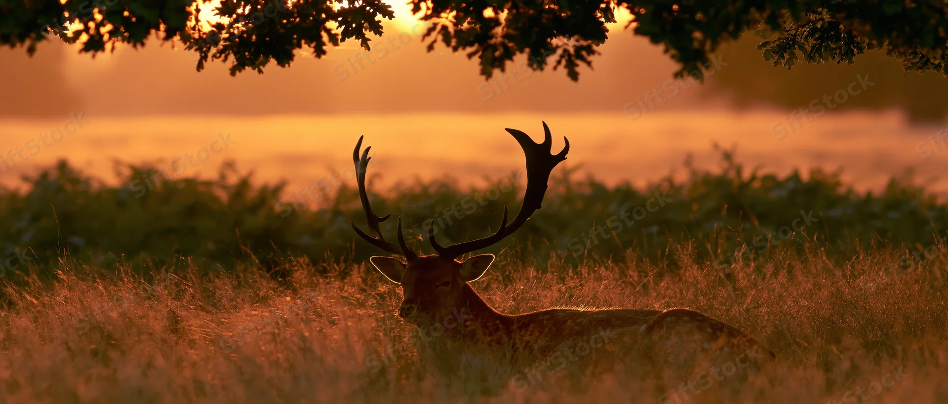 Fallow deer stag resting in tall grass at sunset under tree branches