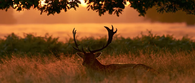 Fallow deer stag resting in tall grass at sunset under tree branches