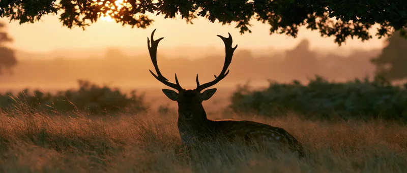 Fallow deer stag resting in tall autumn grass under tree branches at sunset