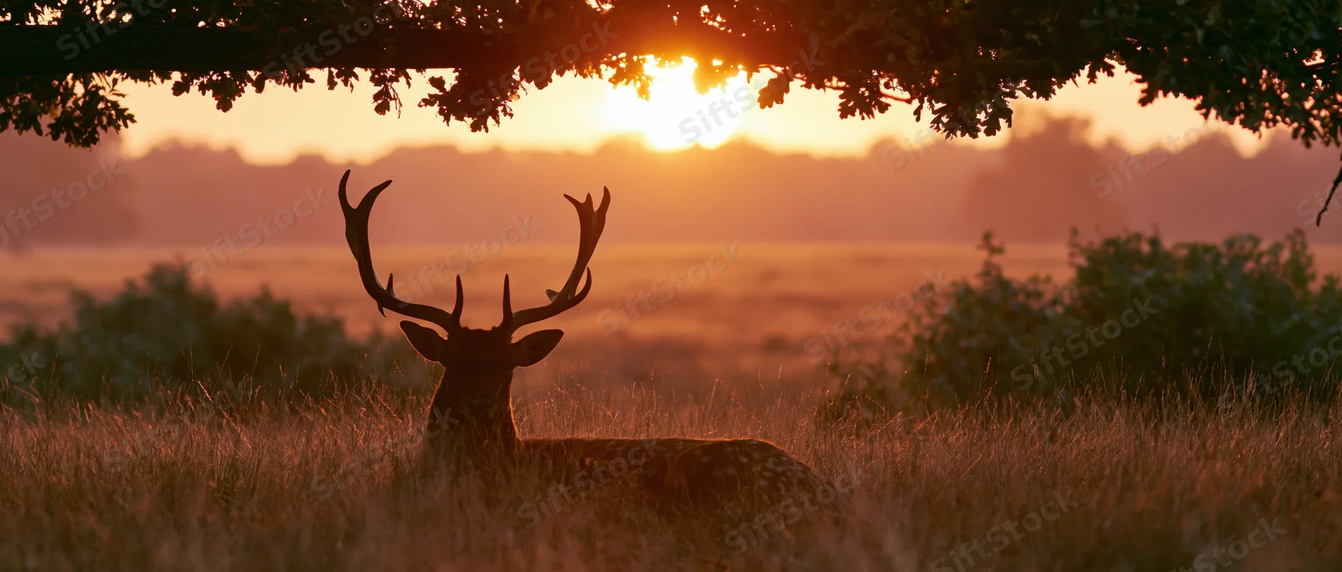 Fallow deer stag resting low in tall autumn grass at sunset under tree branches