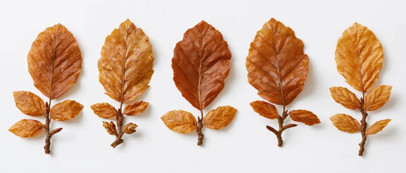 Five dried beech leaves and small branch clusters arranged in a row on white background