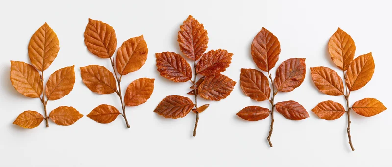 Five autumn beech leaf clusters arranged horizontally on white background