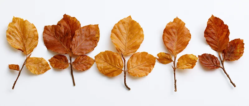 Five dried beech leaves with small branches arranged in a row on white background