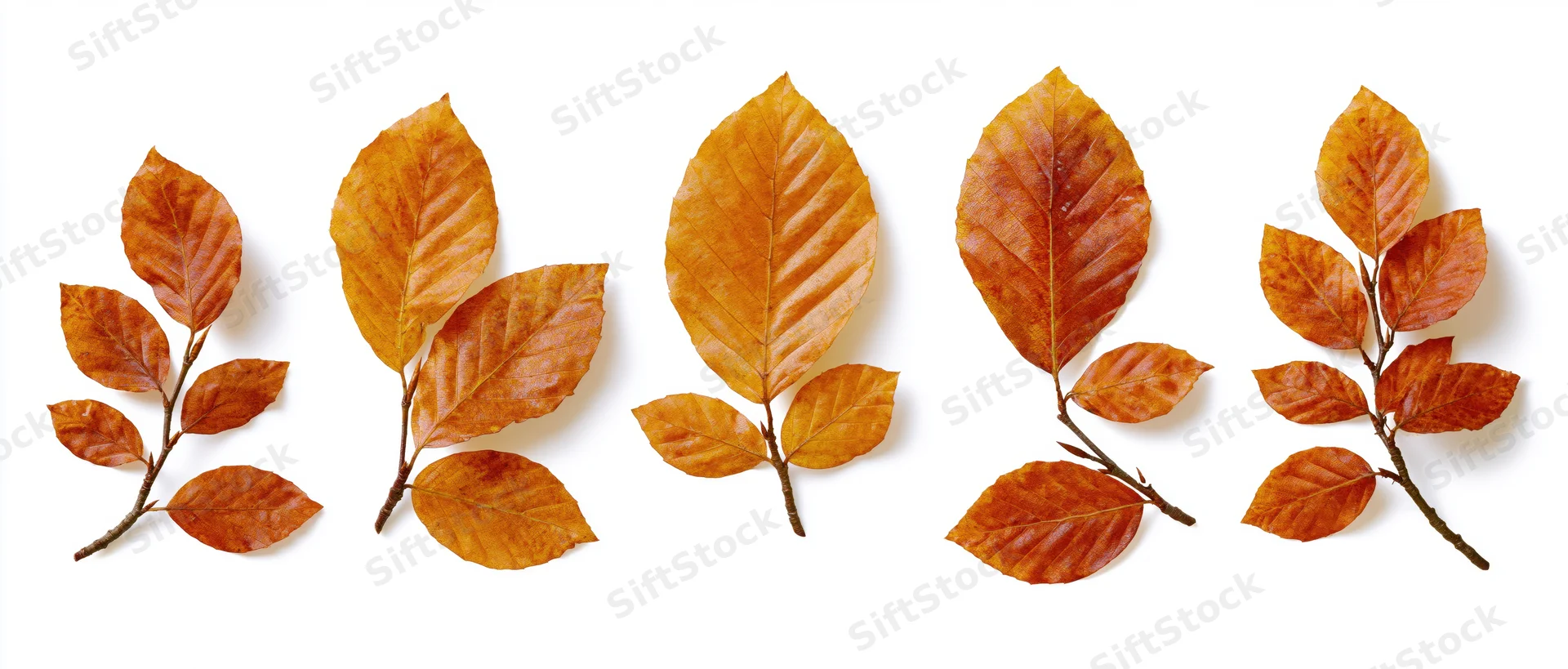 Five autumn beech leaf clusters with small branches arranged in a row on white background