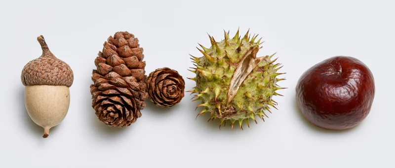Five autumn forest seeds arranged in a row on a white background