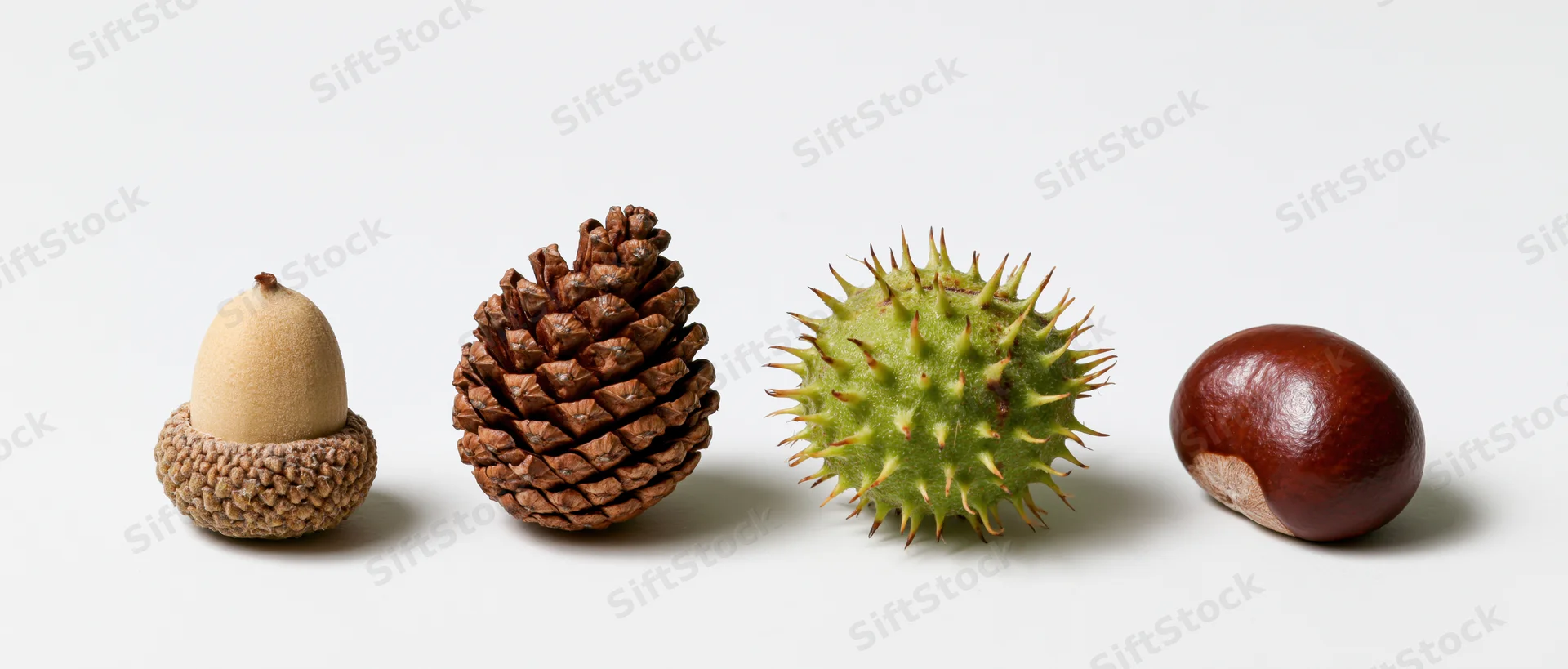 Four forest seeds arranged in a row on a white background