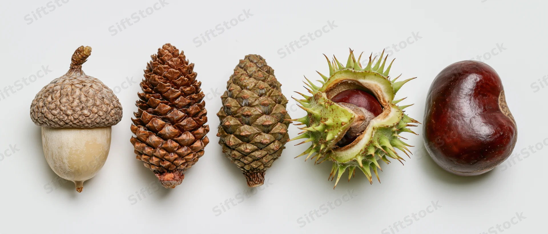 Five autumn forest seeds arranged in a row on a white background