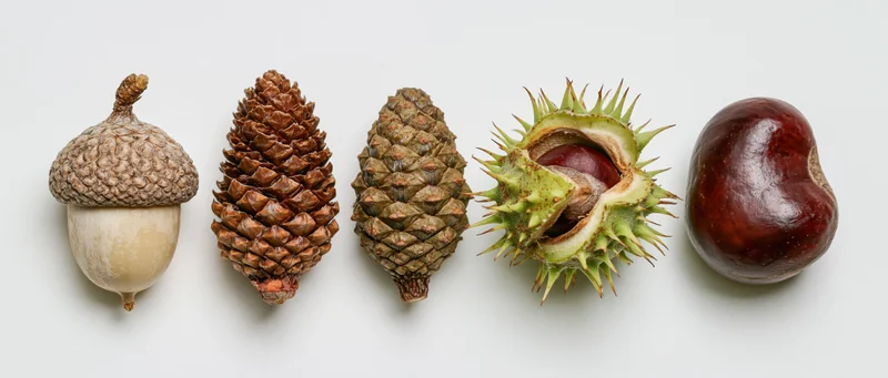 Five autumn forest seeds arranged in a row on a white background