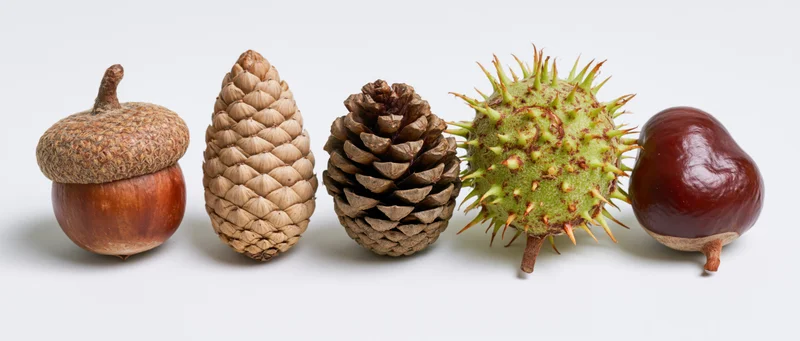 Five autumn forest seeds arranged in a row on a white background