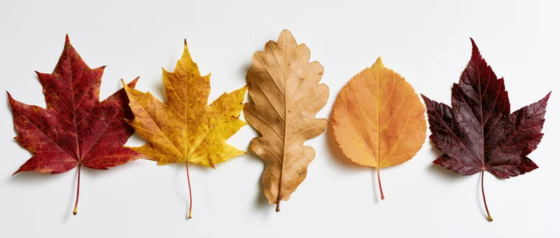 Five autumn leaves arranged in a horizontal row on a white background