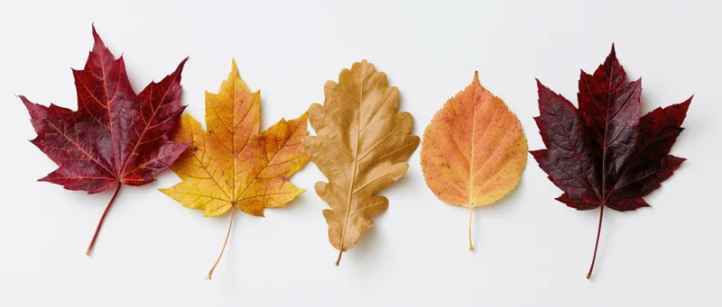 Five autumn leaves arranged in a horizontal row on a white background