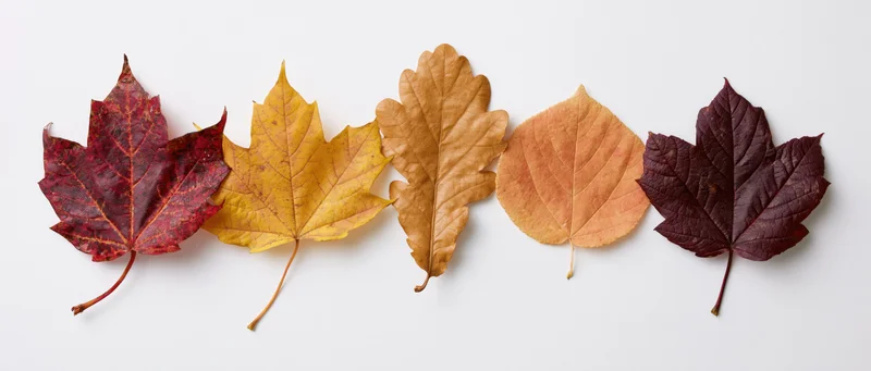 Five autumn leaves arranged in a horizontal row on a white background