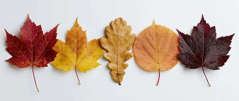 Five autumn leaves arranged in a horizontal row on a white background