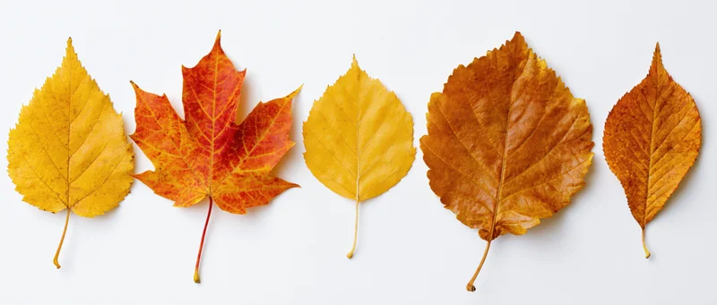 Five autumn leaves of different species arranged in a horizontal row on white background