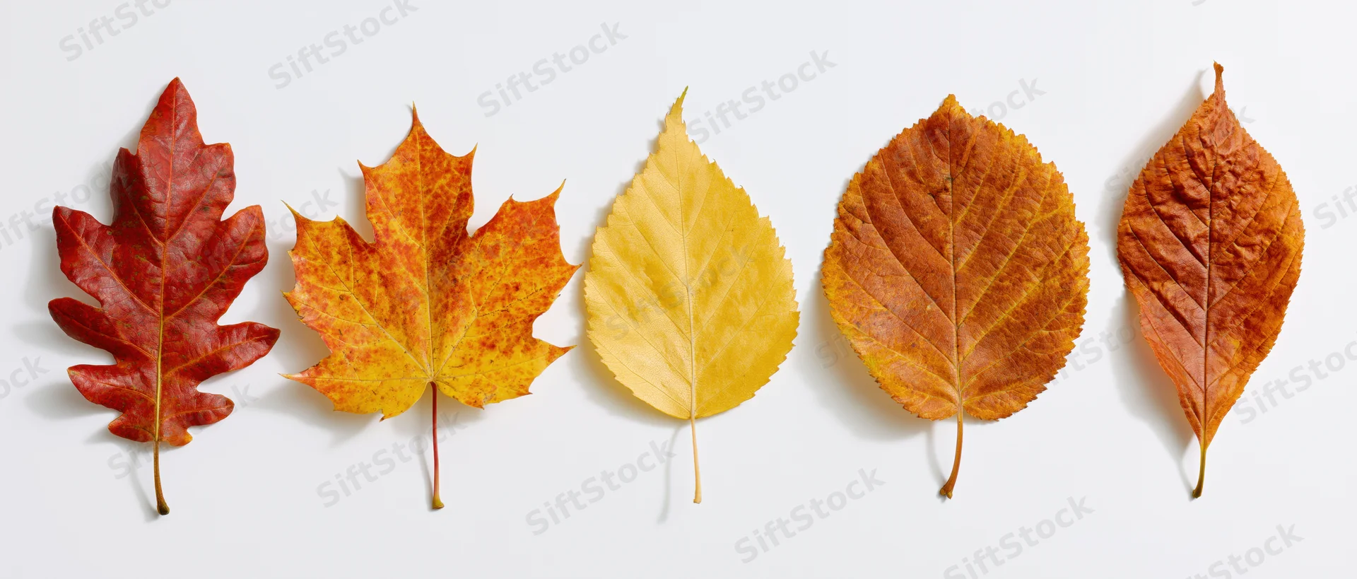 Five autumn leaves of different species arranged in a row on white background