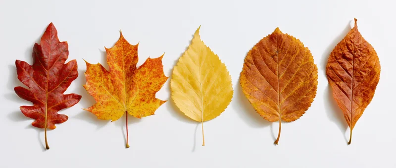 Five autumn leaves of different species arranged in a row on white background