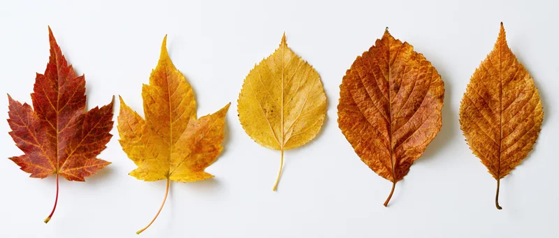 Five autumn leaves of different species arranged in a horizontal row on white background