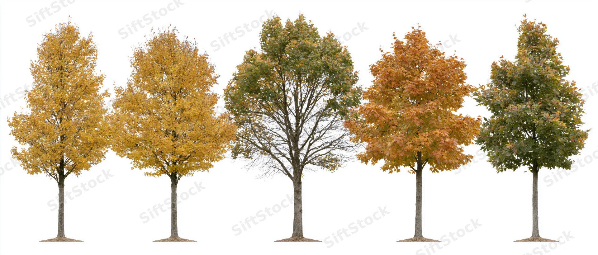 Five deciduous trees in autumn foliage arranged side by side on white background