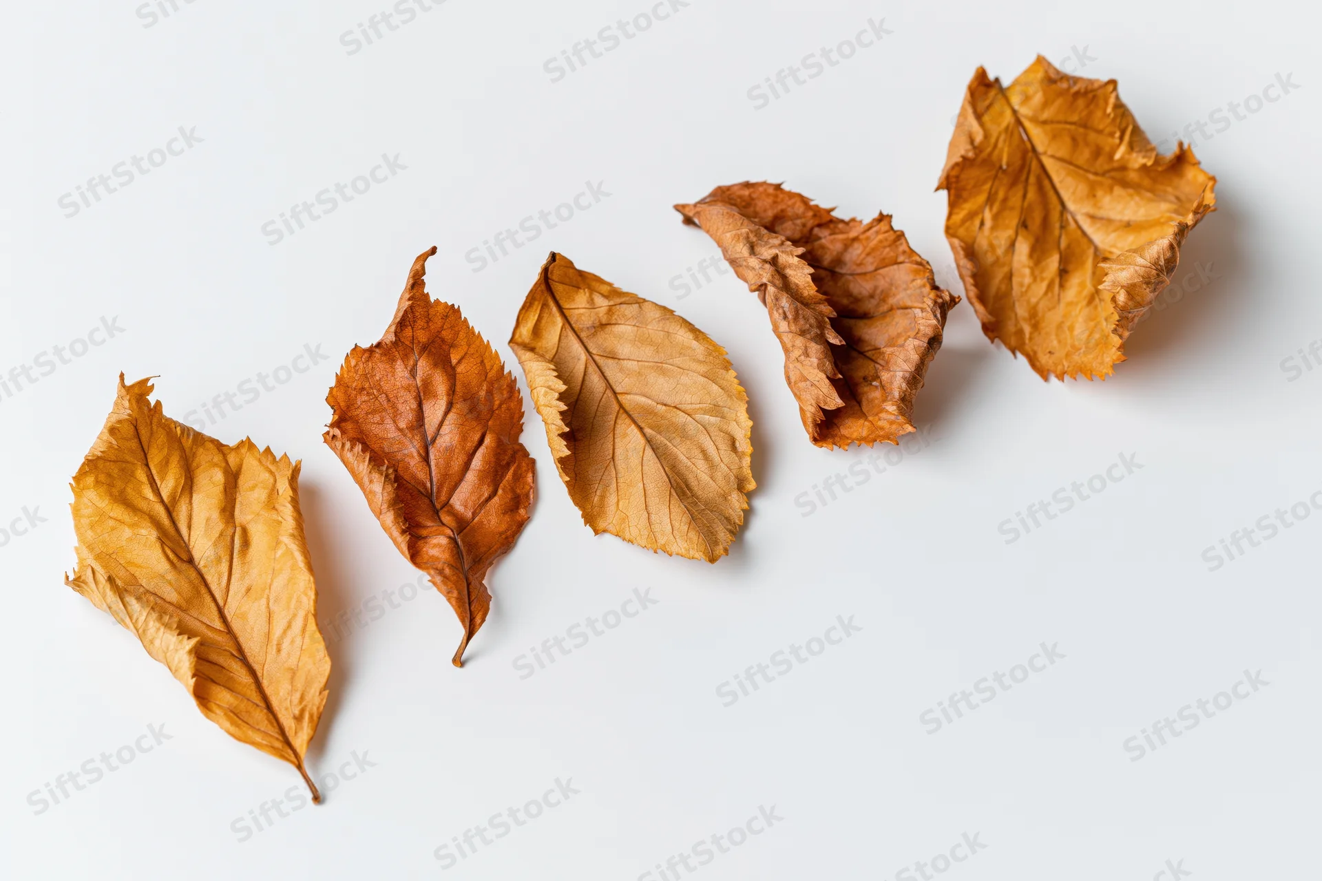 Five dry autumn leaves arranged in a diagonal row on a white surface