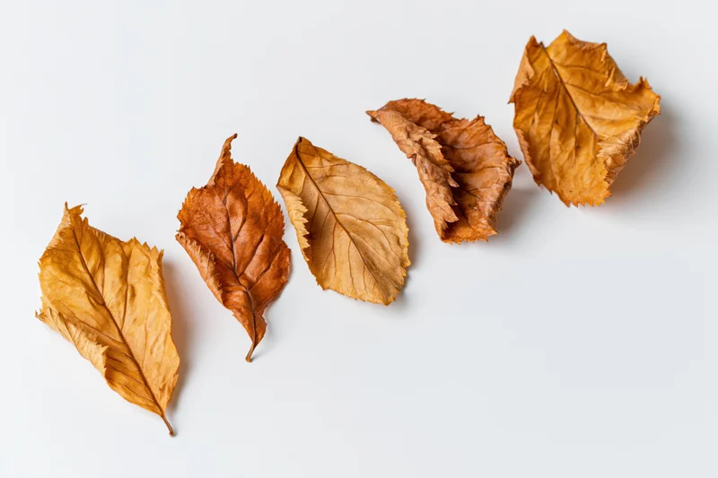 Five dry autumn leaves arranged in a diagonal row on a white surface