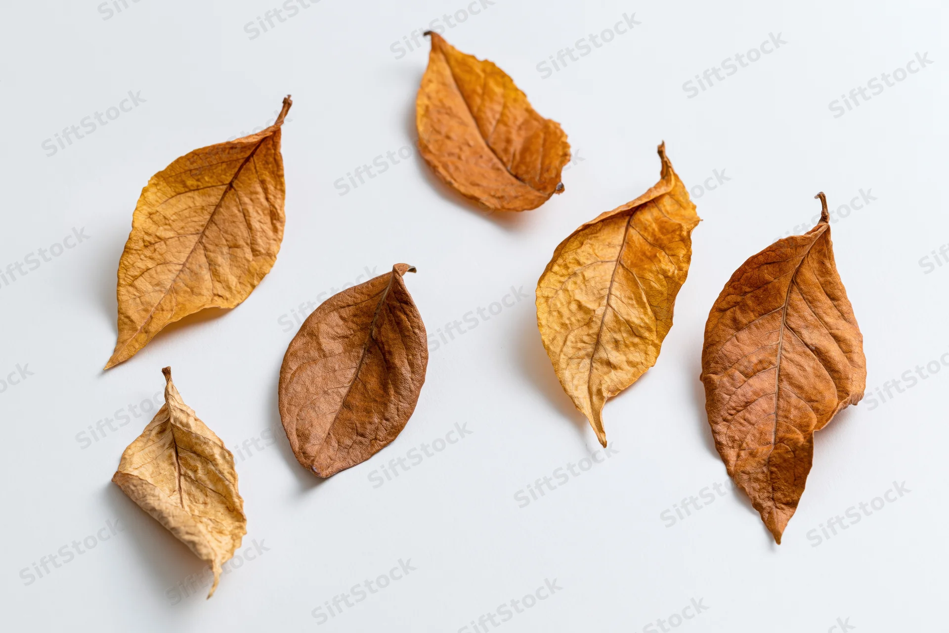 Dry autumn leaves scattered in a loose diagonal row on white background