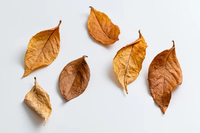 Dry autumn leaves scattered in a loose diagonal row on white background