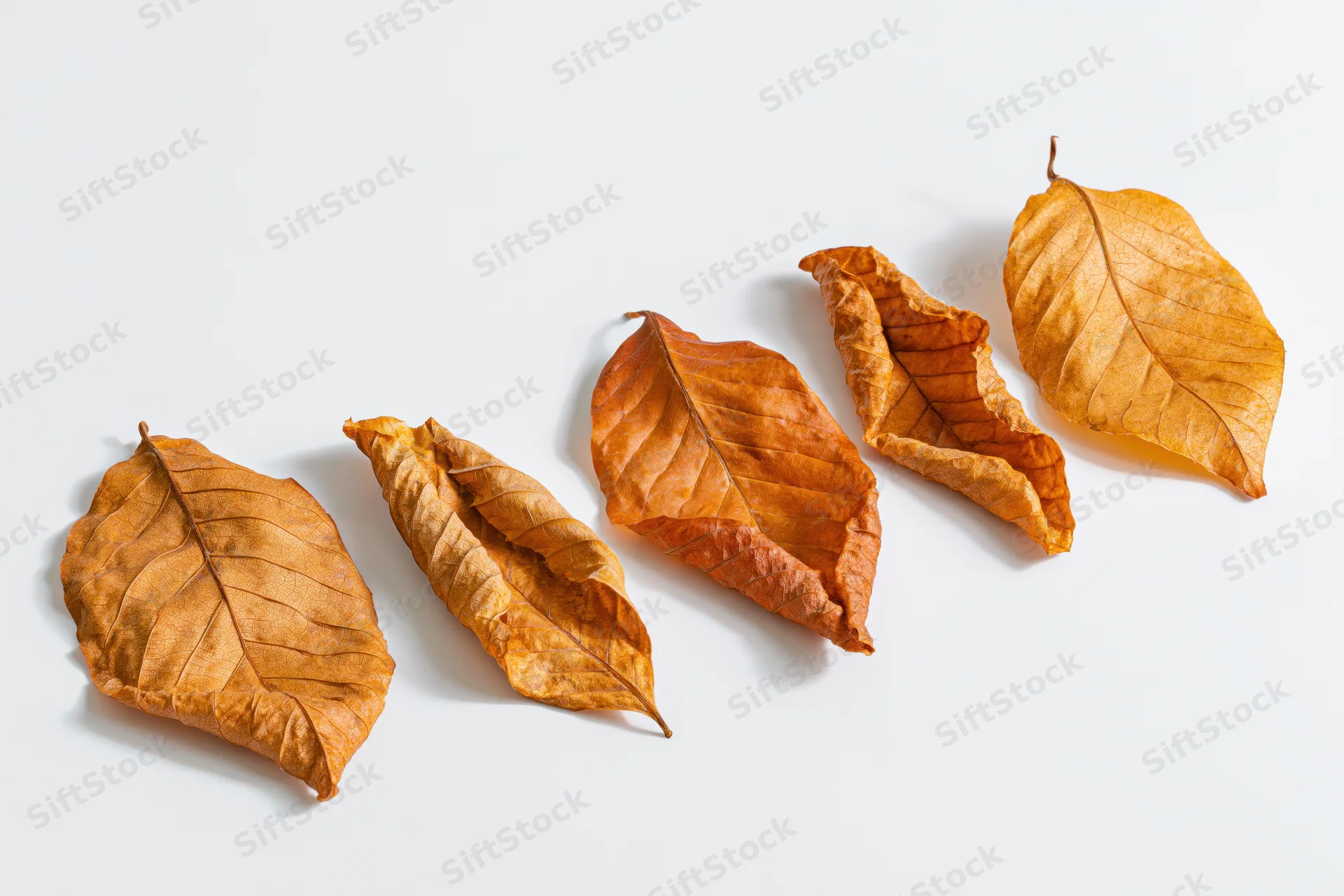 Five dry autumn leaves arranged in a diagonal row on a white surface