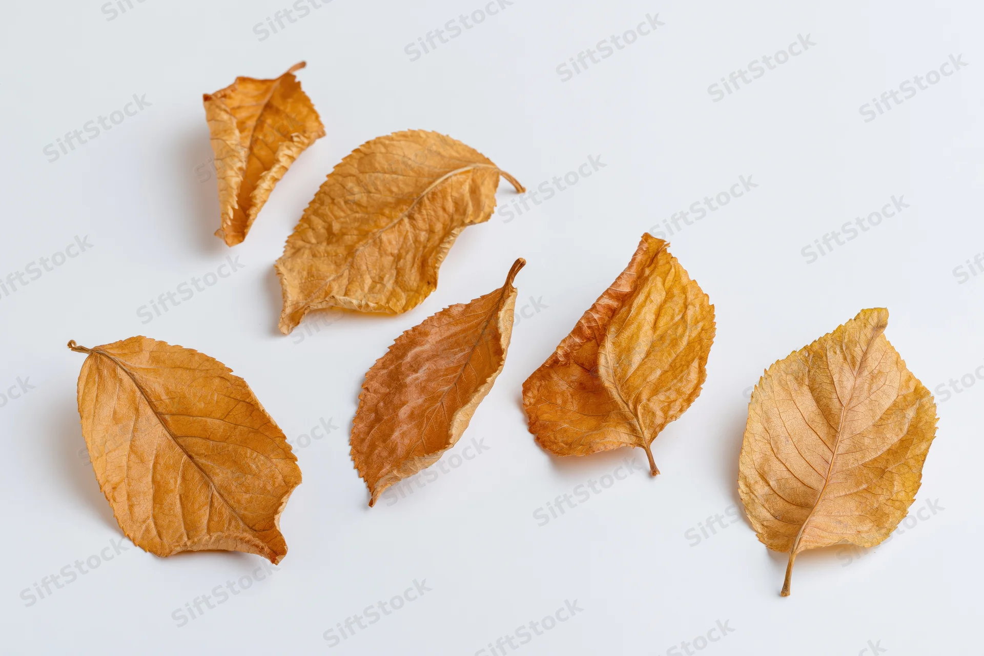 Dry autumn leaves scattered in a loose diagonal row on white background