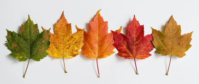 Five maple leaves in a horizontal row showing color transition from green to red on white background