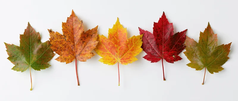 Five maple leaves arranged in a horizontal row on a white background