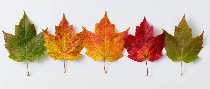 Five maple leaves arranged in a horizontal row on a white background