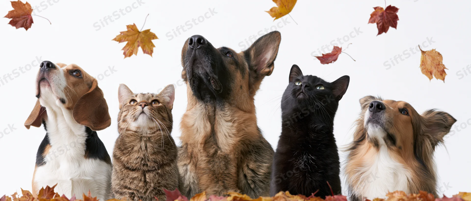 Five pets including beagle, tabby cat, german shepherd, black cat and collie looking up at falling autumn leaves against