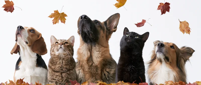 Five pets including beagle, tabby cat, german shepherd, black cat and collie looking up at falling autumn leaves against