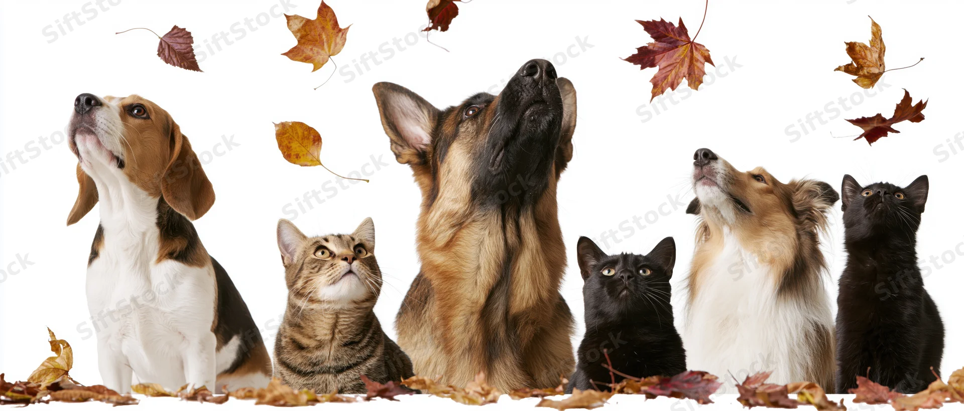Five pets including dogs and cats sitting in a row looking up at falling autumn leaves on a white background