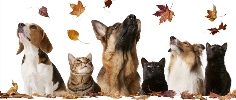 Five pets including dogs and cats sitting in a row looking up at falling autumn leaves on a white background