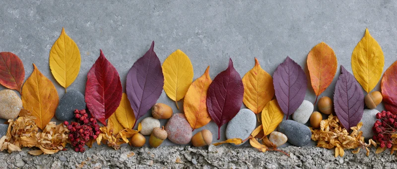 Autumn leaves and stones arranged in a horizontal border on a gray concrete surface