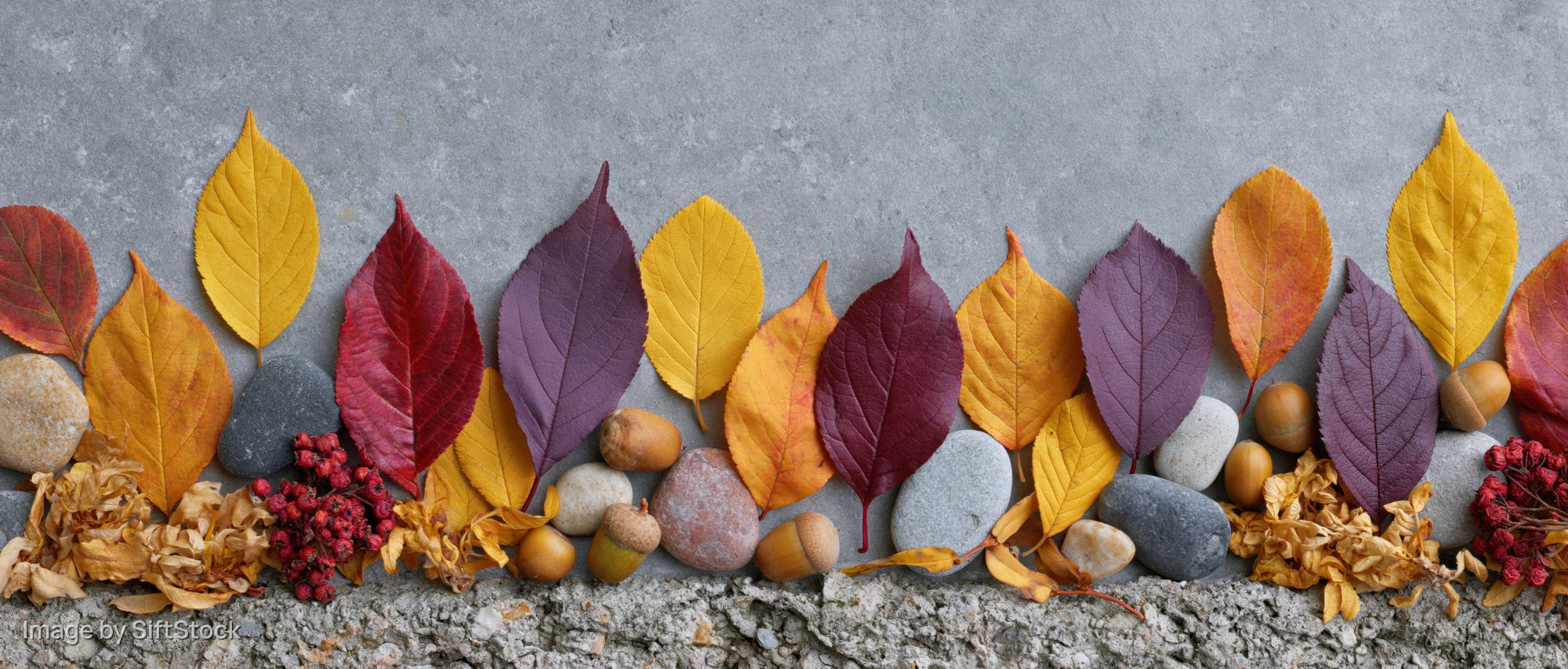 Autumn leaves and stones arranged in a horizontal border on a gray concrete surface