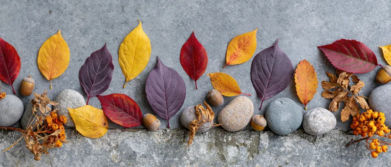 Autumn leaves and stones arranged in a flat lay on a gray concrete surface