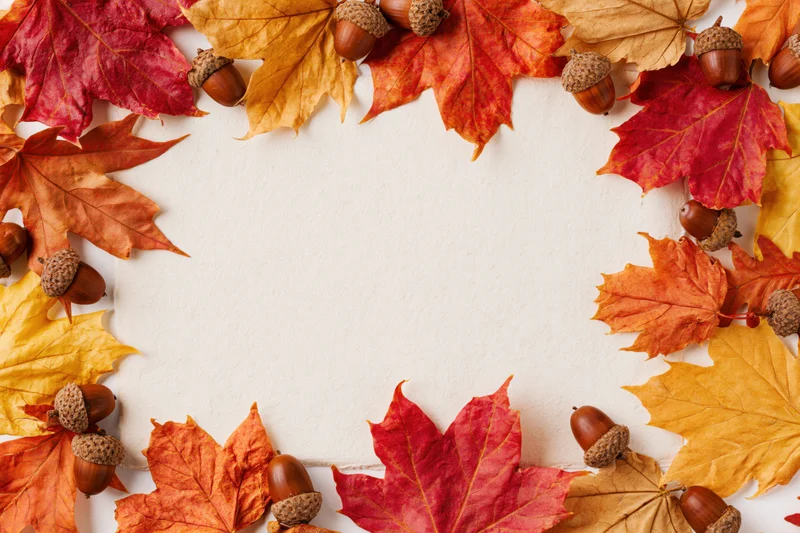 Autumn maple leaves and acorns arranged in a frame on white background with copyspace