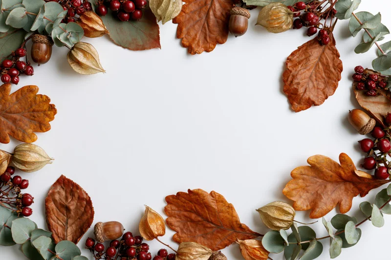 Dried autumn leaves acorns and berries arranged in a frame on white surface with copyspace