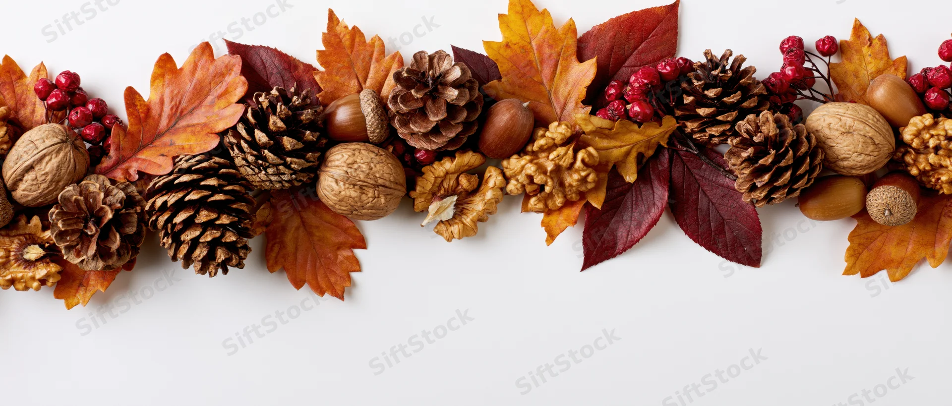 Dried autumn leaves pinecones walnuts and berries arranged in a horizontal border on white background with copyspace below