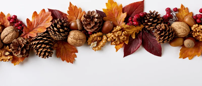 Dried autumn leaves pinecones walnuts and berries arranged in a horizontal border on white background with copyspace below