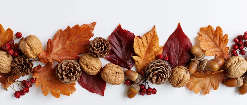 Autumn leaves pinecones walnuts acorns berries arranged in horizontal garland on white background