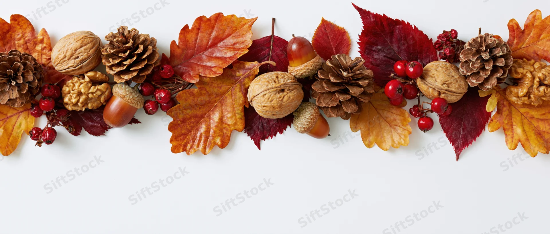 Dried autumn leaves and pinecones arranged in a horizontal border on white background