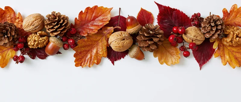 Dried autumn leaves and pinecones arranged in a horizontal border on white background
