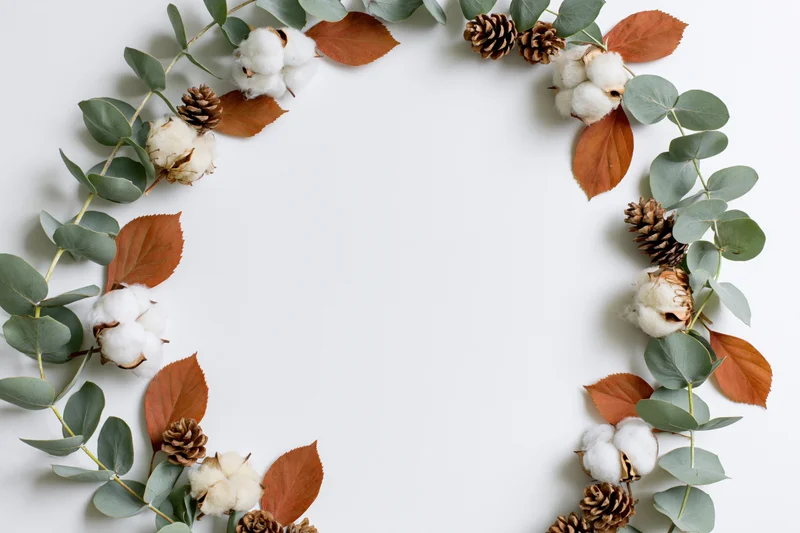 Eucalyptus branches and dried cotton bolls arranged in a frame on white background