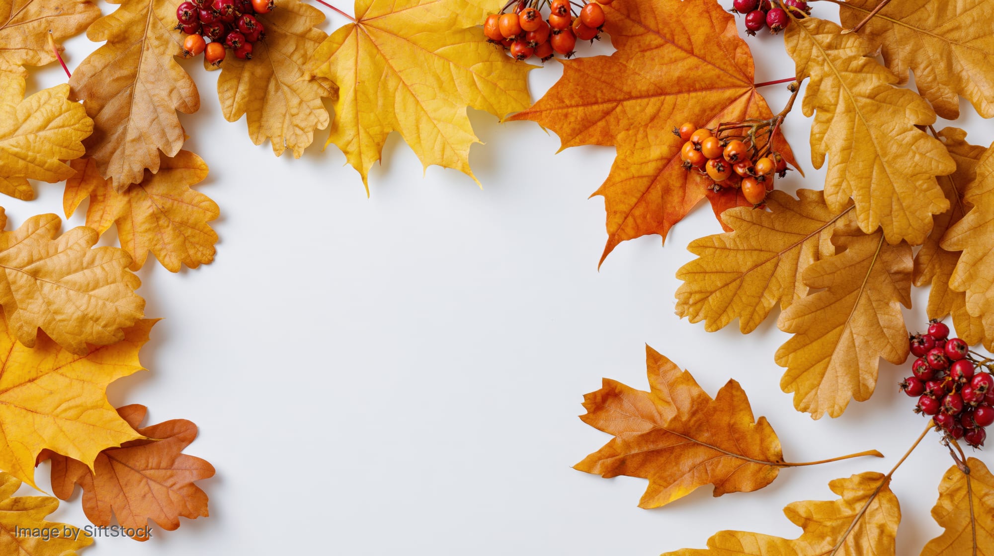 Autumn leaves and berries arranged in a border around white copyspace